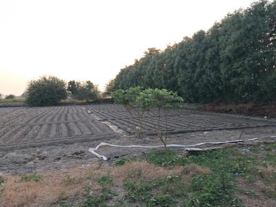 Image of 10000 Sq.ft Residential Plot / Land for sale in Dkrrish Green Beauty Farms, Nagli Bahrampur, Noida for Rs. 7500002