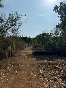 Image of 8000 Sq.ft 4 BHK Farm House for sale in Arambol, Goa for Rs. 27000000
