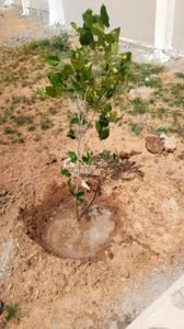 Image of 2400 Sq.ft Residential Plot / Land for sale in Panjappur, Tiruchirappalli for Rs. 1400000