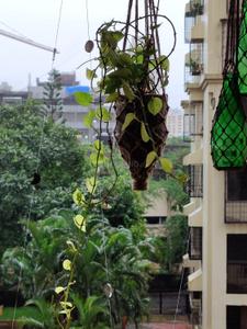 Image of 950 Sq.ft 2 BHK Apartment / Flat for rent in Runwal Centre, Chembur, Mumbai for Rs. 85000