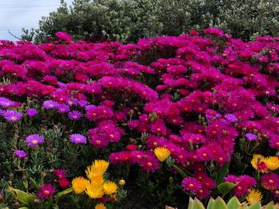Image of 224 Sq.ft Residential Plot / Land for sale in Ansal Icon Villa, Shaila, Ruvak for Rs. 200002