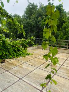 Image of 3200 Sq.ft 3 BHK Builder Floor for rent in Sector-02, Bahadurgarh for Rs. 21000