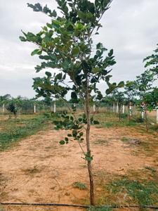 Image of 2400 Sq.ft Residential Plot / Land for sale in Thiruvallur, Chennai for Rs. 1917600