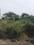 Mahalaksmi Nagar Plot View 2