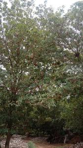 Image of 99999 Sq.ft Residential Plot / Land for sale in Kalayarkoil, Sivaganga for Rs. 300000000