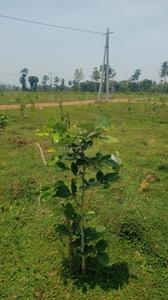 Image of 200 Sq.ft Residential Plot / Land for sale in Kothavalasa, Visakhapatnam for Rs. 1200000