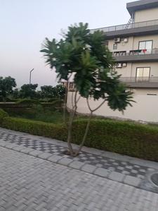 Image of 105 Sq.ft Residential Plot / Land for sale in Mansha Oaks, Sector 98, Faridabad for Rs. 14600000