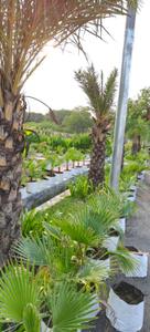 Image of 1000 Sq.ft Residential Plot / Land for sale in Kalli Poorab, Lucknow for Rs. 2000000