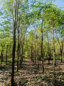 Image of 200 Sq.ft Residential Plot / Land for sale in Bhogapuram, Visakhapatnam for Rs. 1300000