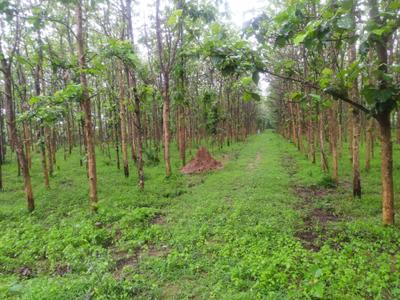 Image of 1944 Sq.ft Residential Plot / Land for sale in Pallakadiyam, Rajahmundry for Rs. 1458000