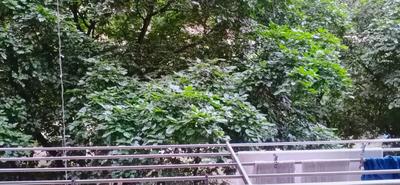 Balcony Image of 950 Sq.ft 2 BHK Apartment / Flat for sale in DDA Paradise Apartments, Patparganj New Delhi for Rs. 17500000