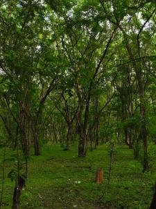 Image of 21000 Sq.ft 2 BHK Farm House for sale in Awas Nagar, Dewas for Rs. 8001000