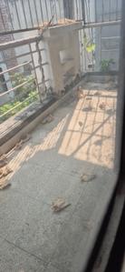 Balcony Image of 1368 Sq.ft 3 BHK Builder Floor for sale in M2K The White House, Sector 57 Gurgaon for Rs. 22500000