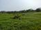 Sonargaon 2 Plot View 2