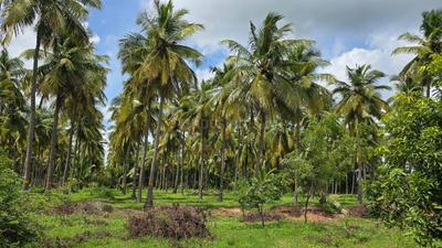 Image of 10890 Sq.ft Residential Plot / Land for sale in Keelamathur, Madurai for Rs. 5000000