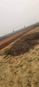 Image of 1500 Sq.ft Residential Plot / Land for sale in Hanging Garden, Maniram, Gorakhpur for Rs. 826500