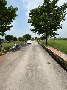 Ami greens Plot View 3