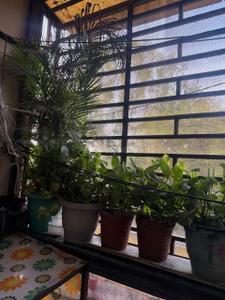 Balcony Image of 1185 Sq.ft 3 BHK Apartment / Flat for rent in Surajpur Greater Noida for Rs. 21000