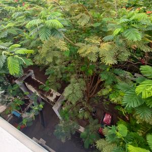 Image of 702 Sq.ft 1 BHK Apartment / Flat for rent in Ambegaon Budruk, Pune for Rs. 14500