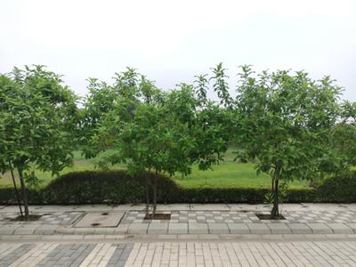 Image of 150 Sq.ft Residential Plot / Land for sale in Mansha Oaks, Sector 98, Faridabad for Rs. 16200000