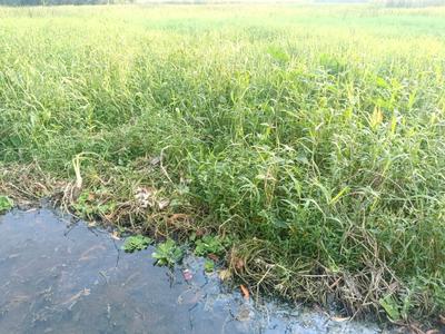 Image of 1250 Sq.ft Residential Plot / Land for sale in Budge Budge, Kolkata for Rs. 700000