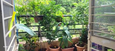 Balcony Image of 1200 Sq.ft 3 BHK Apartment / Flat for sale in Kothrud Pune for Rs. 17000000