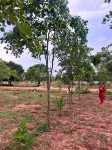 Image of 111 Sq.ft Residential Plot / Land for sale in Kothavalasa, Visakhapatnam for Rs. 666000