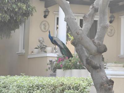 Image of 5605 Sq.ft 5 BHK Villa for sale in Emaar Marbella, Sector 66, Gurgaon for Rs. 170000000