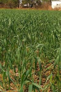 Image of 6000 Sq.ft Residential Plot / Land for sale in Amleshwar, Raipur for Rs. 3300000