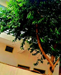 Image of 1800 Sq.ft 2 BHK Independent House for rent in Ladhuwas Gujar, Rewari for Rs. 13500