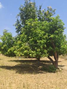 Image of 1250 Sq.ft Residential Plot / Land for sale in Kallandhiri, Madurai for Rs. 717401