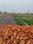 Vedanta Homes Plot View 2