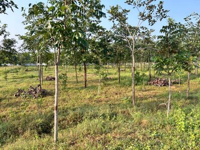 Image of 111 Sq.ft Residential Plot / Land for sale in Kothavalasa, Visakhapatnam for Rs. 666000