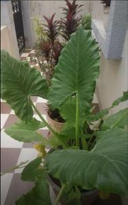 Balcony Image of 850 Sq.ft 2 BHK Builder Floor for sale in Waghodia Road Vadodara for Rs. 6500000
