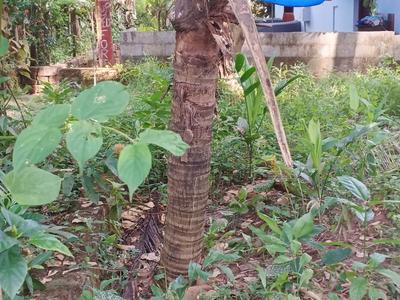 Image of 1568 Sq.ft Residential Plot / Land for sale in Illathaazha, Kannur for Rs. 1450000