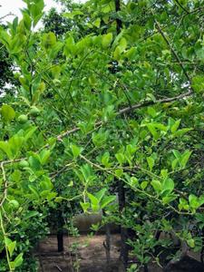 Image of 1525 Sq.ft Residential Plot / Land for sale in Vaishno Devi Circle, Ahmedabad for Rs. 110000000