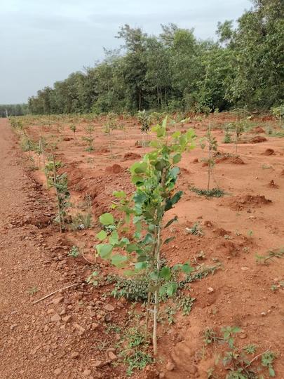 Red sandal Gardens Main Image 1