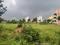 Adityanagar, Vidyaranyapura Plot View 2