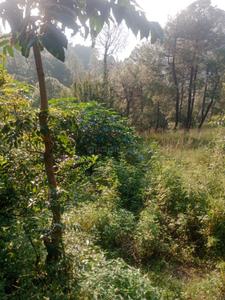 Image of 21000 Sq.ft Residential Plot / Land for sale in Bintola Malla, Almora for Rs. 4200000