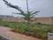 Anakaputhur Plot View 2