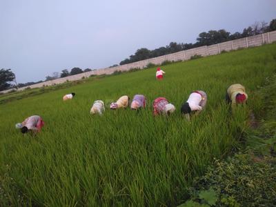 Agricultural Land