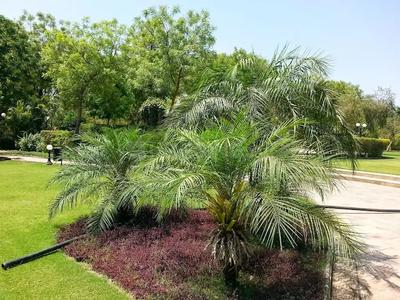 Image of 8415 Sq.ft Residential Plot / Land for sale in Lapkaman, Ahmedabad for Rs. 32725000