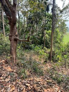 Image of 525 Sq.ft Residential Plot / Land for sale in Tivim, Goa for Rs. 16800000