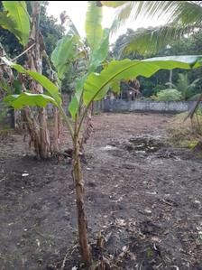 Image of 8712 Sq.ft Residential Plot / Land for sale in Punnapra, Alappuzha for Rs. 11000000