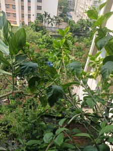 Balcony Image of 1549 Sq.ft 3 BHK Apartment / Flat for sale in Belghoria Kolkata for Rs. 8500000