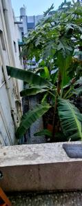 Balcony Image of 2600 Sq.ft 6 BHK Duplex for sale in Kharadi Pune for Rs. 22000000