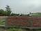Apparent JB Garden Main Image 1