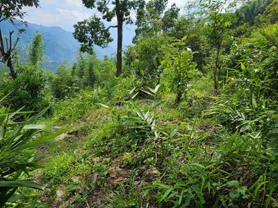 Image of 21800 Sq.ft Residential Plot / Land for sale in Kalimpong Khasmahal, Kalimpong for Rs. 4000000