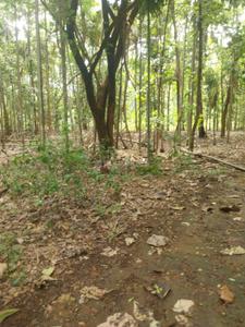 Image of 10890 Sq.ft Residential Plot / Land for sale in Mettupalayam, Coimbatore for Rs. 9375000