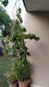 Image of 2250 Sq.ft 2 BHK Independent House for rent in Lapkaman, Ahmedabad for Rs. 60000